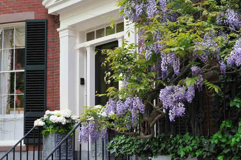 Back Bay Brownstone with Wisteria blooms